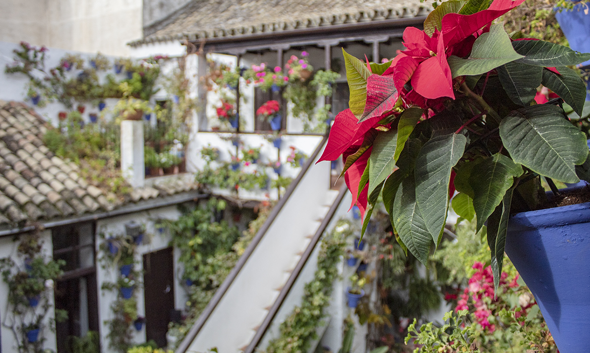 The Courtyards Festival of Cordoba at Christmas